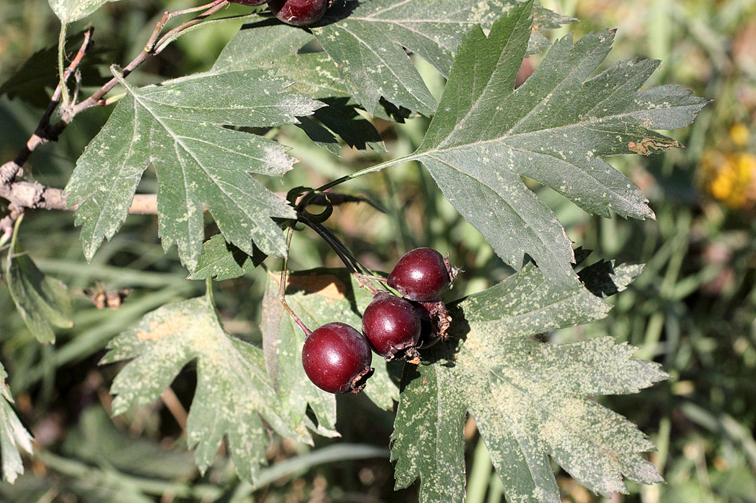 Изображение особи Crataegus songarica.