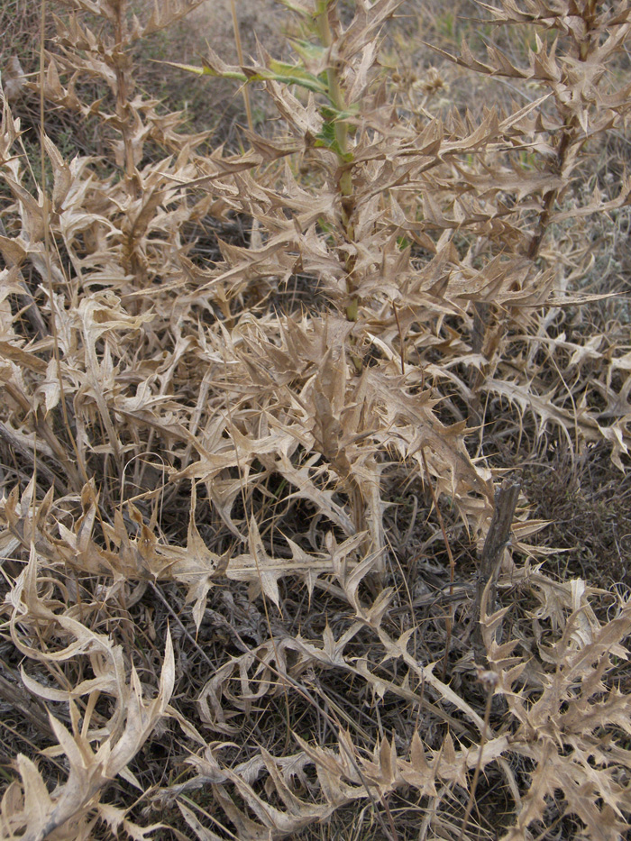 Изображение особи Cirsium rigidum.