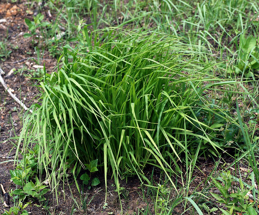 Изображение особи Molinia caerulea.