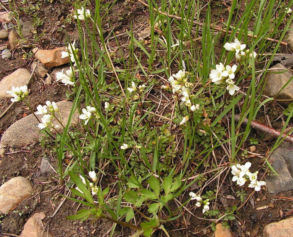 Изображение особи род Cardamine.