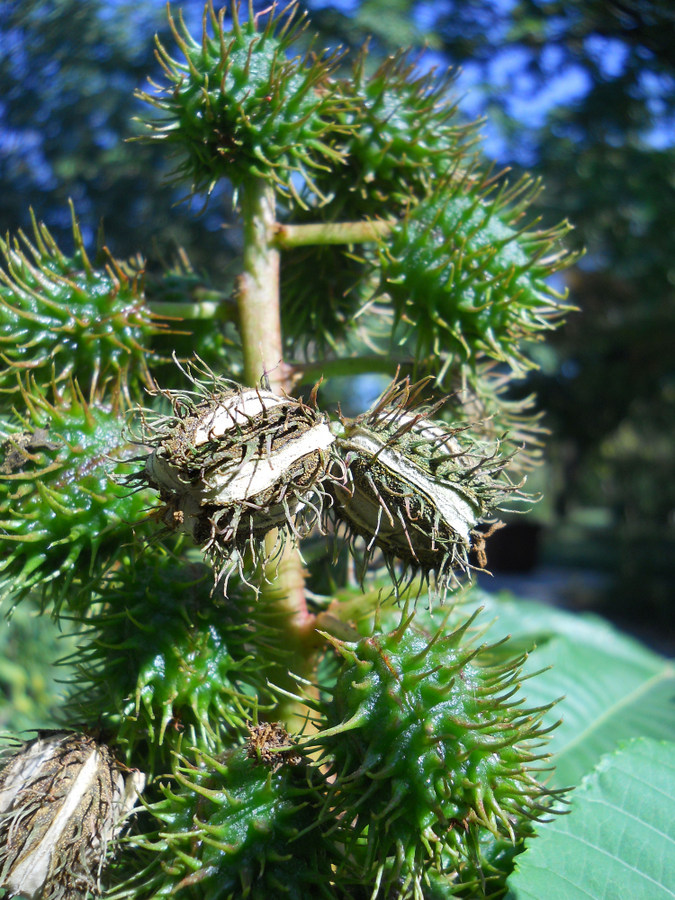 Image of Ricinus communis specimen.