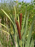Typha latifolia. Верхушка плодоносящего растения. Саратовская обл., Саратовский р-н, в канаве у железной дороги. 21 июля 2012 г.