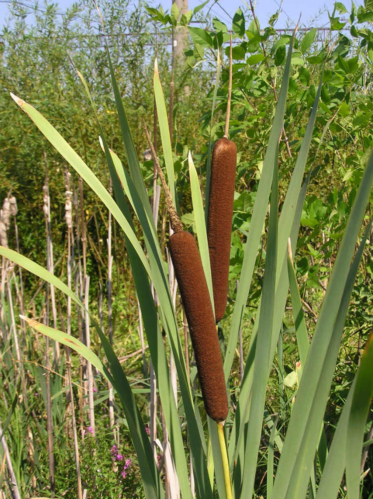 Изображение особи Typha latifolia.