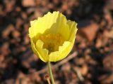 Papaver nudicaule