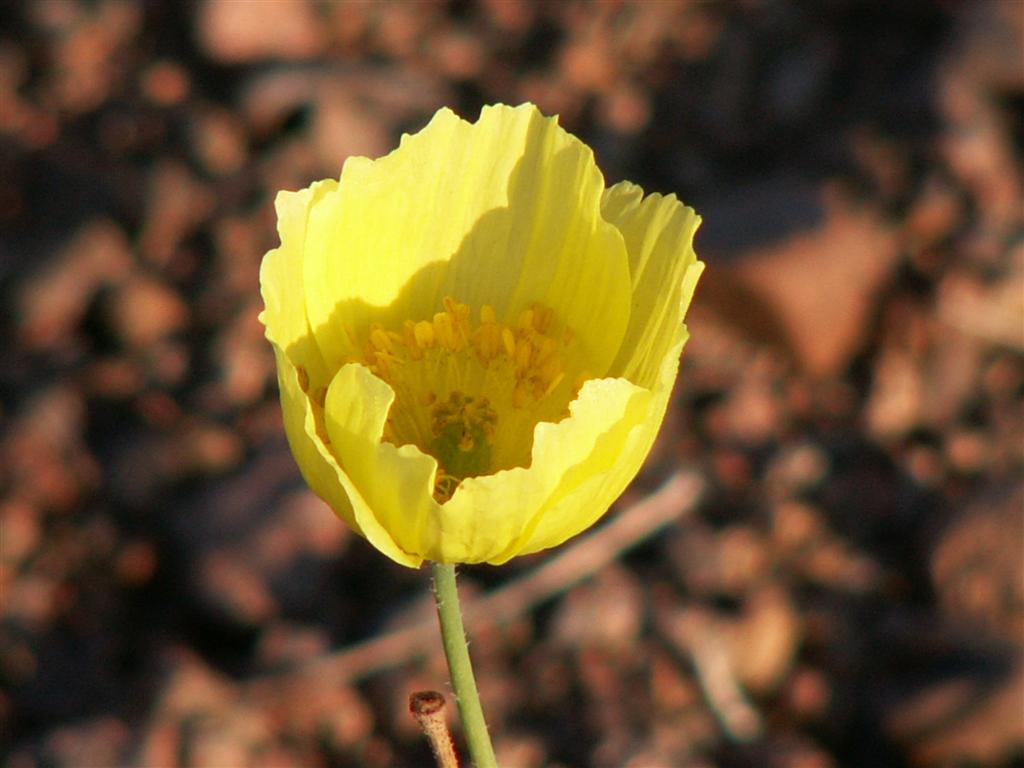 Изображение особи Papaver nudicaule.