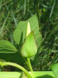 Calystegia sepium