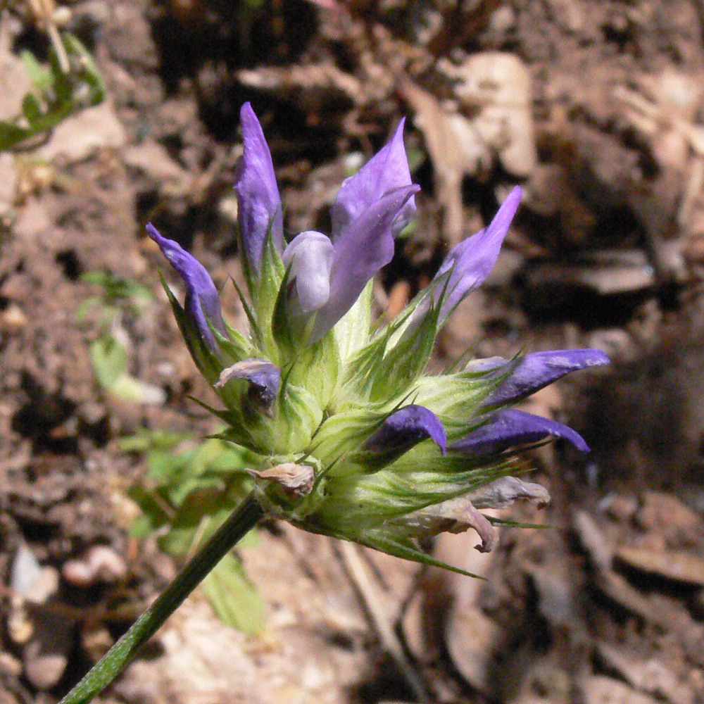 Изображение особи Psoralea bituminosa.