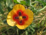 Glaucium corniculatum