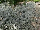genus Cerastium. Цветущее растение. Испания, автономное сообщество Андалусия, провинция Гранада, комарка Вега-де-Гранада, г. Гранада, Альгамбра. 13.07.2012.