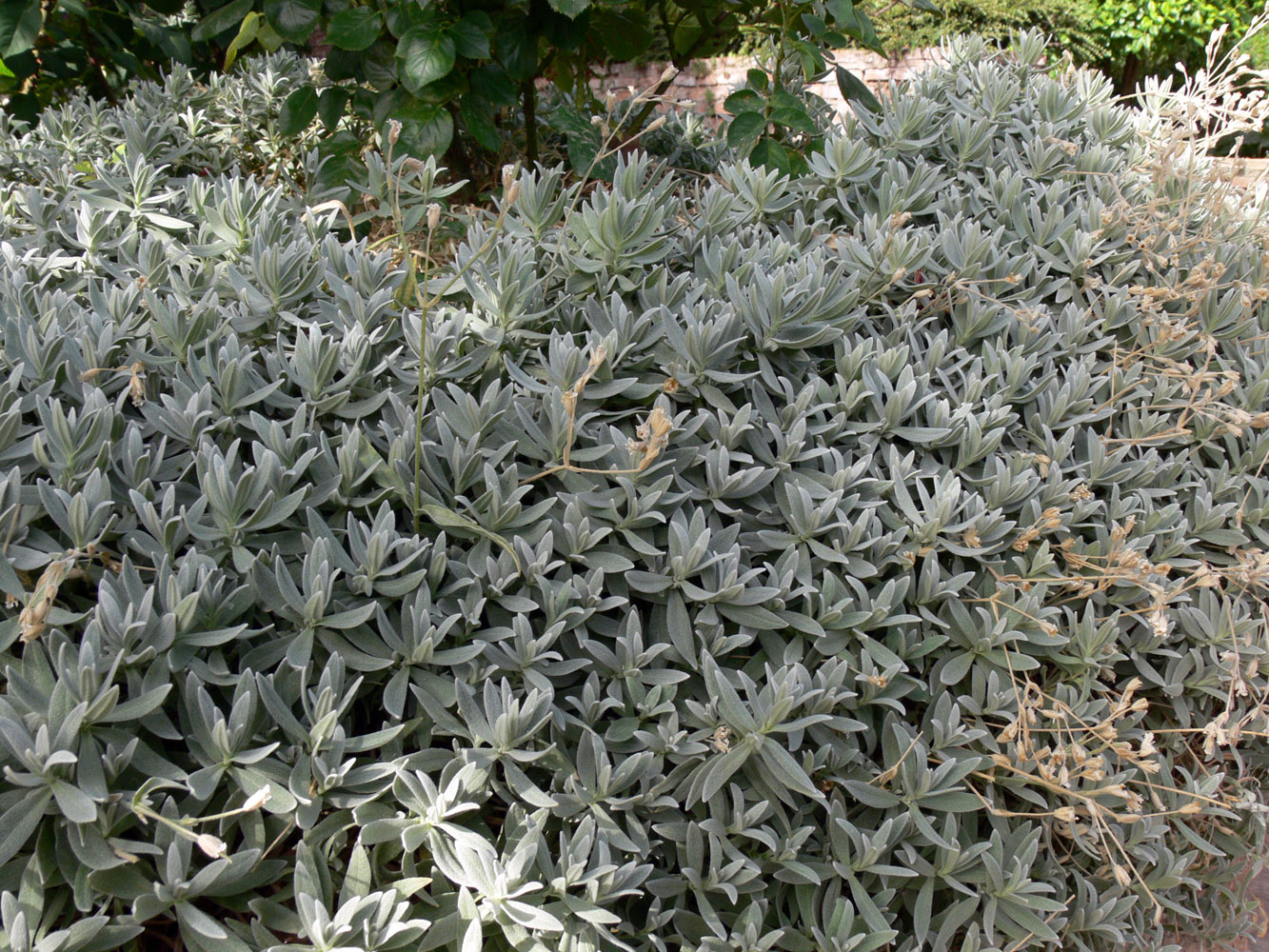 Image of genus Cerastium specimen.