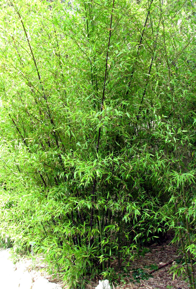 Изображение особи Phyllostachys nigra.