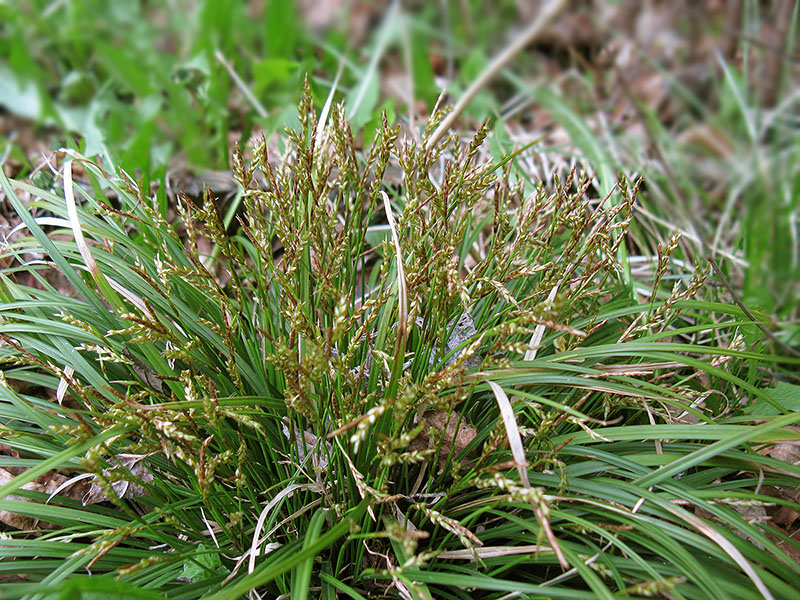 Image of Carex digitata specimen.