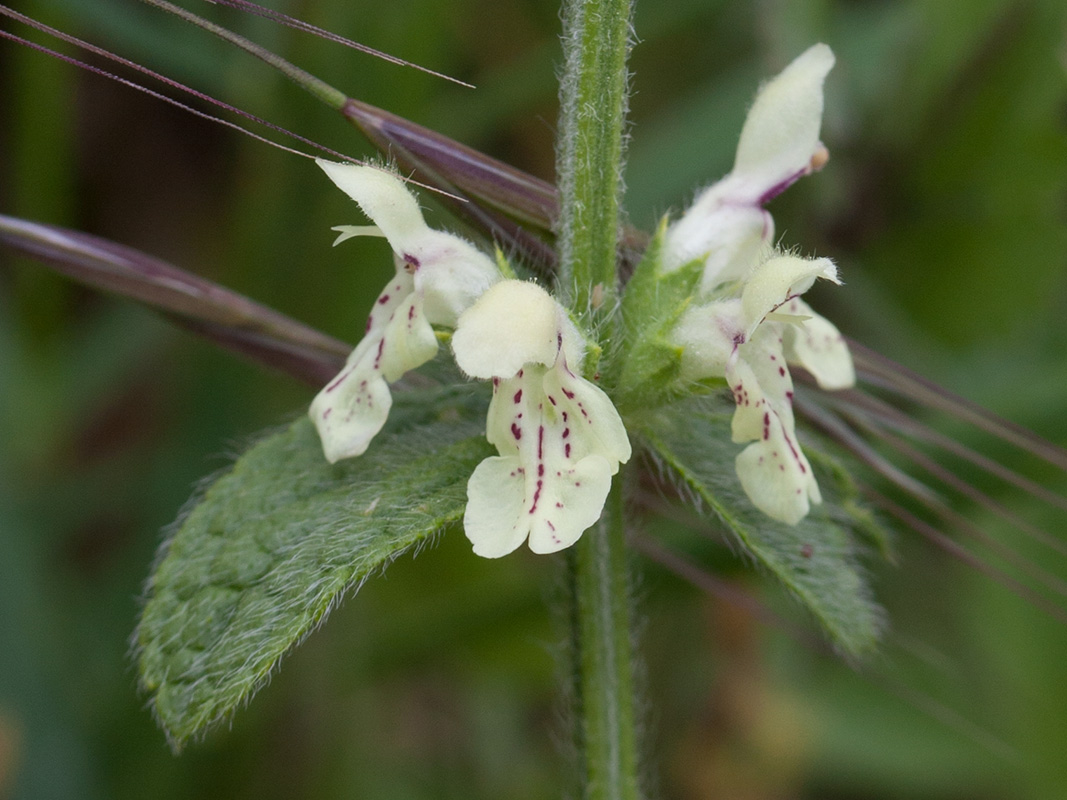 Изображение особи Stachys recta.