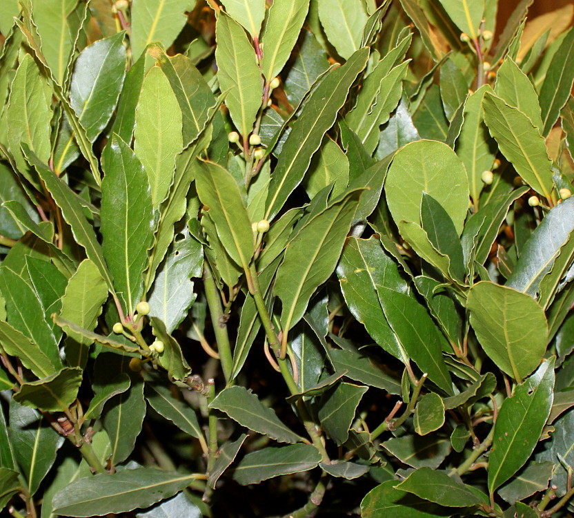 Изображение особи Laurus nobilis.