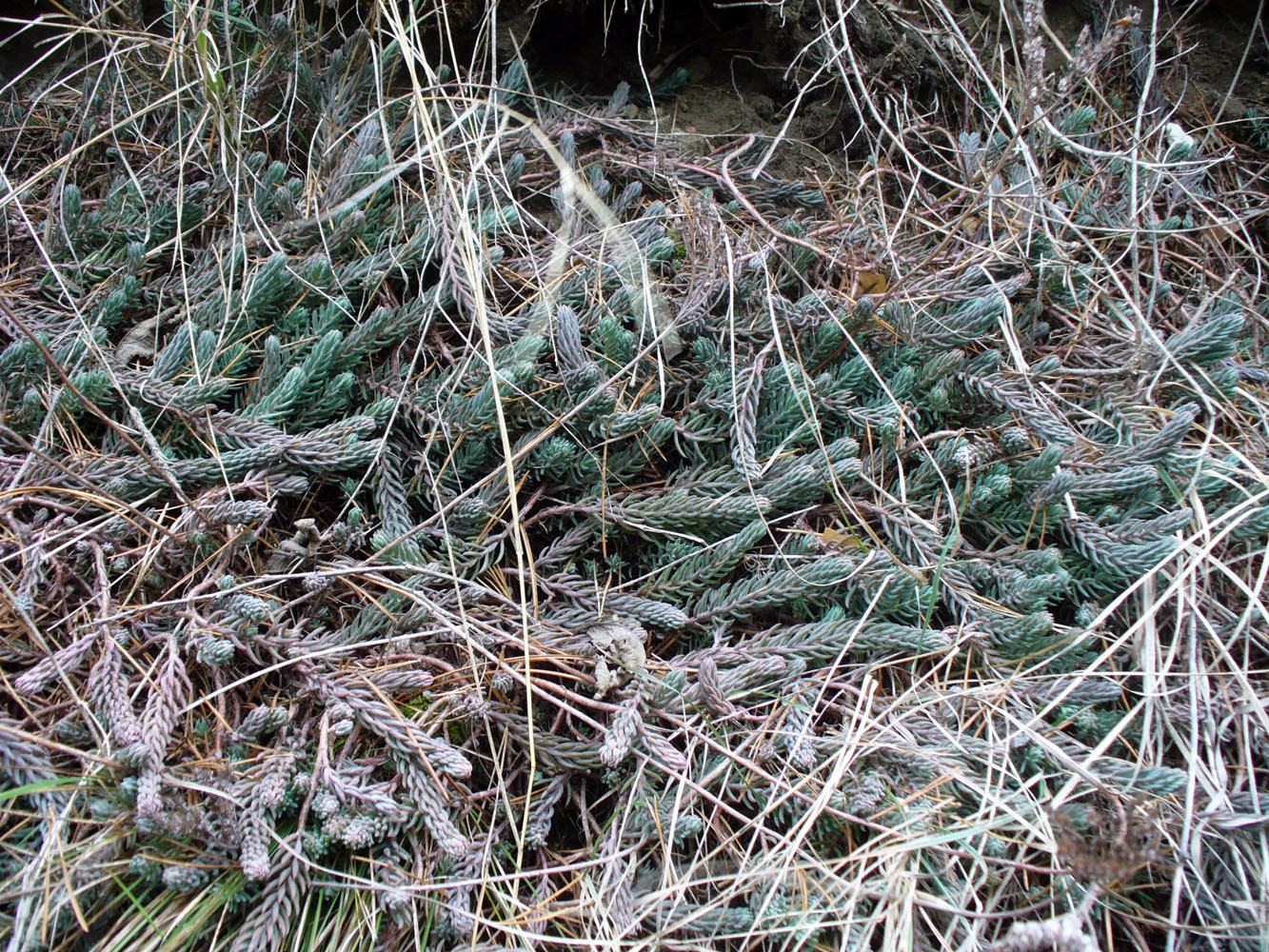 Image of Sedum reflexum specimen.