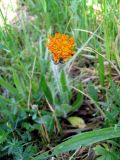 Pilosella aurantiaca