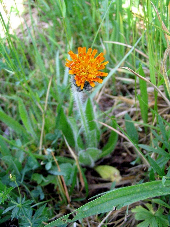 Image of Pilosella aurantiaca specimen.
