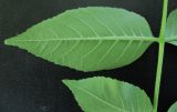род Fraxinus