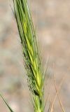 Taeniatherum crinitum