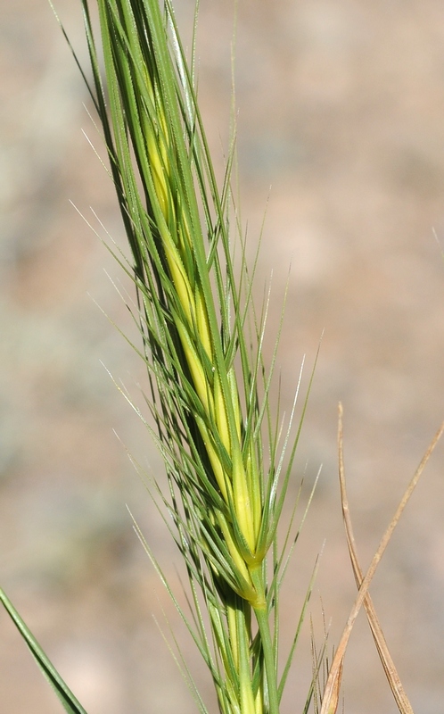 Изображение особи Taeniatherum crinitum.