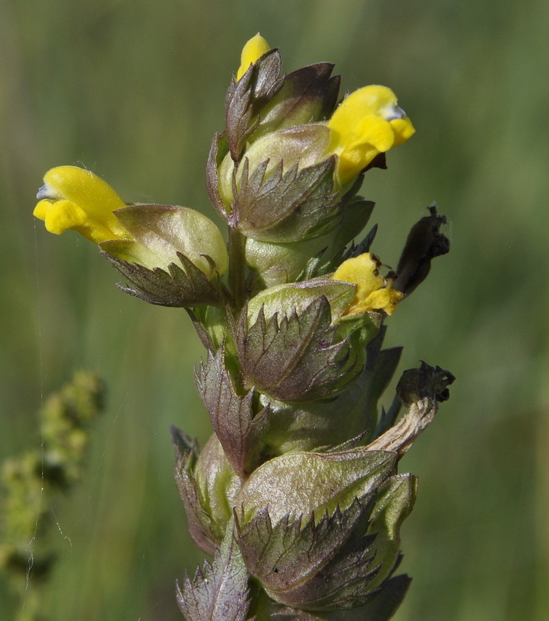 Изображение особи Rhinanthus sintenisii.
