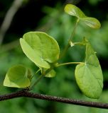 Cercis canadensis