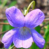 Viola epipsiloides. Цветок. Камчатский край, Елизовский р-н, окр. г. Петропавловск-Камчатский, луг по склону сопки южной экспозиции. 11.06.2013.