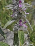 Stachys germanica