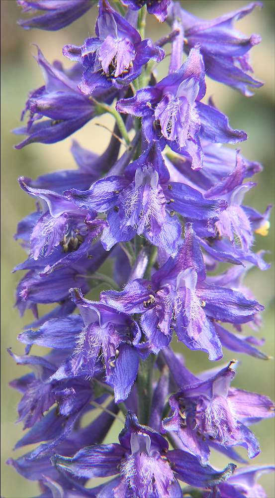 Image of Delphinium schmalhausenii specimen.