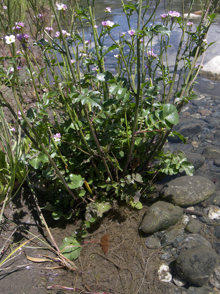 Image of Cardamine seidlitziana specimen.