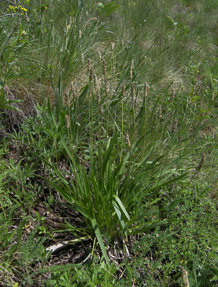 Изображение особи Plantago atrata.