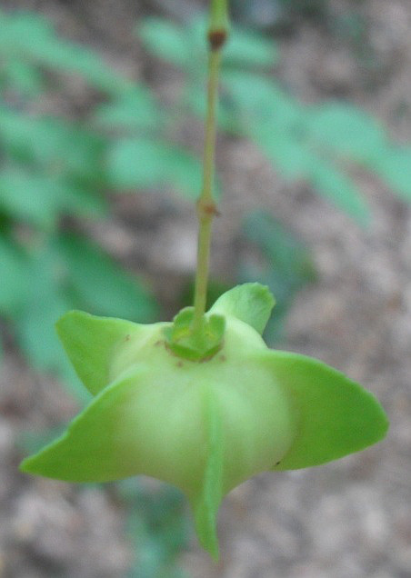 Изображение особи Euonymus latifolius.