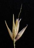 Calamagrostis monticola