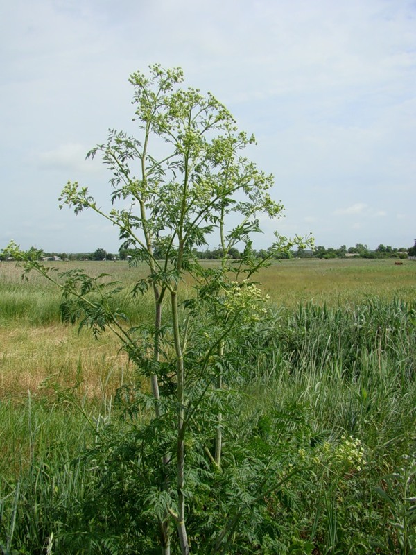 Изображение особи Conium maculatum.