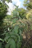 Asclepias syriaca