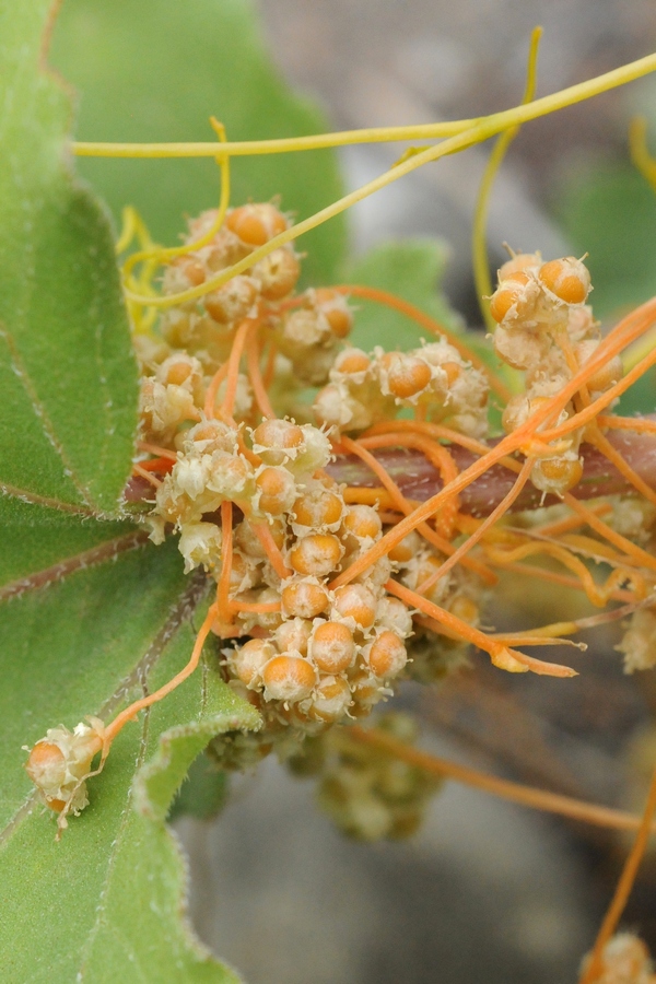 Image of Cuscuta cesatiana specimen.