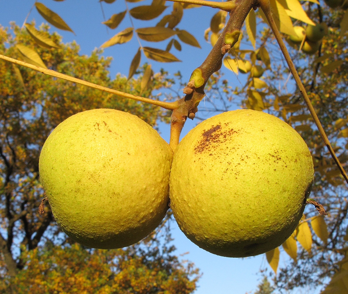 Image of Juglans nigra specimen.