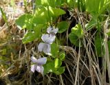Viola epipsiloides