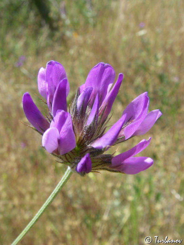 Image of Psoralea bituminosa ssp. pontica specimen.