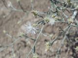 Centaurea diffusa