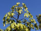 Brachychiton acerifolius