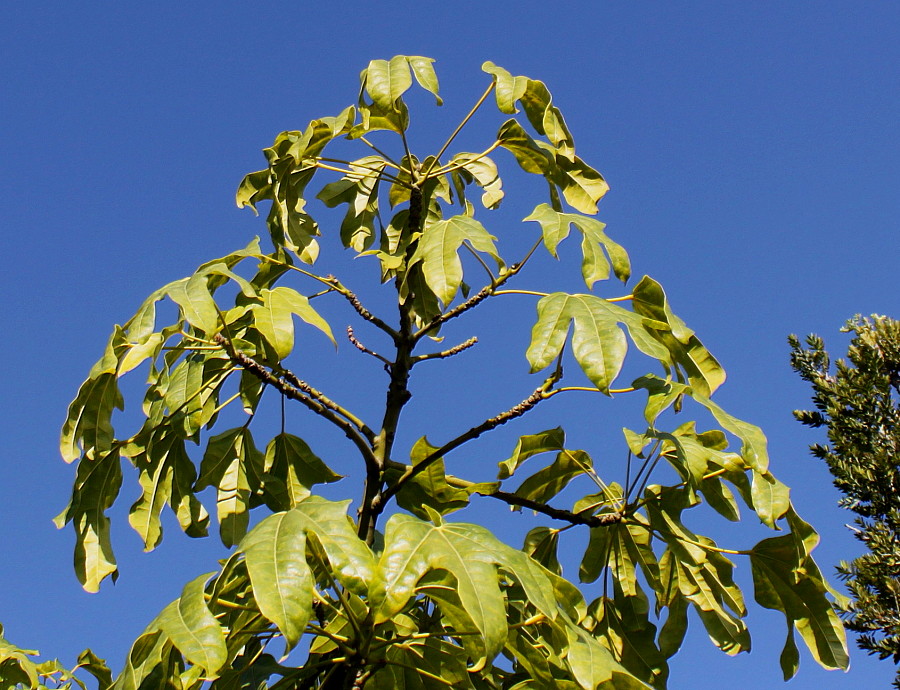 Image of Brachychiton acerifolius specimen.