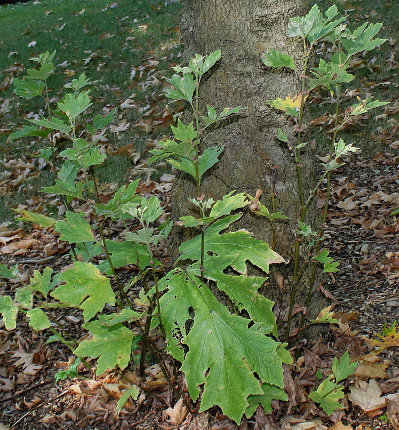 Изображение особи Platanus orientalis.