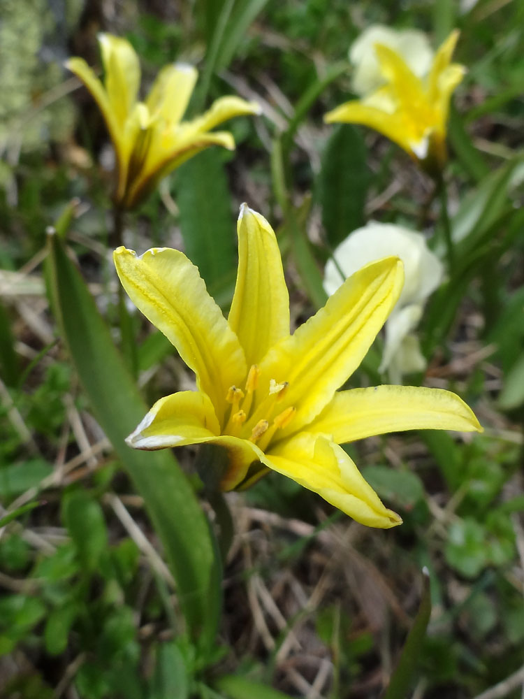 Image of Tulipa heterophylla specimen.