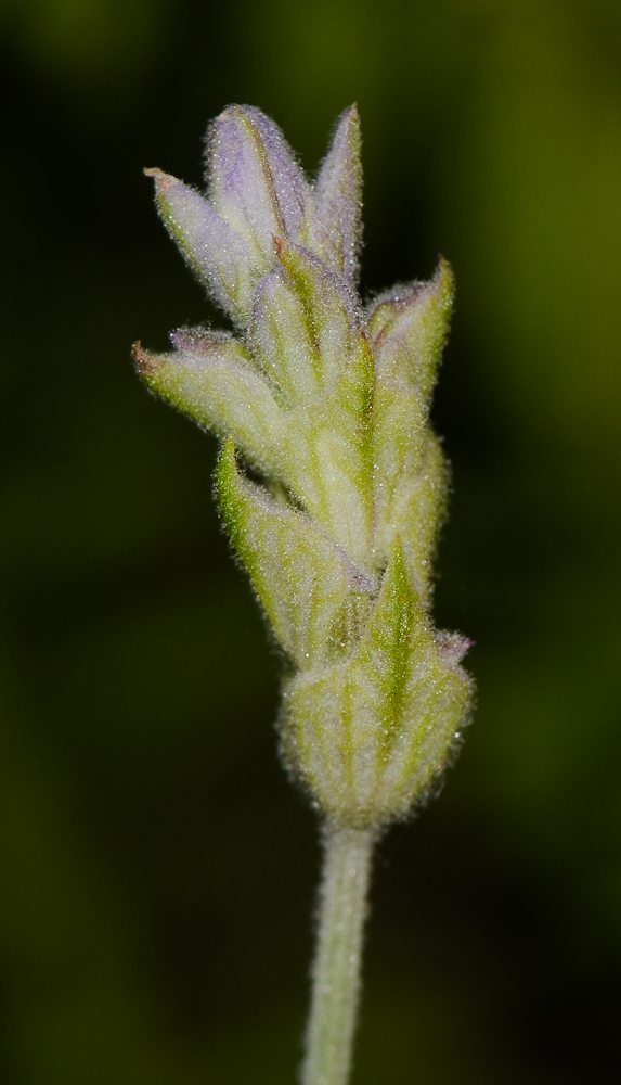 Изображение особи Lavandula dentata.