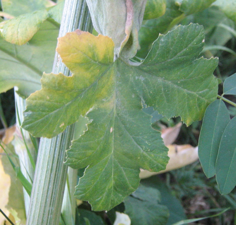 Изображение особи Heracleum stevenii.