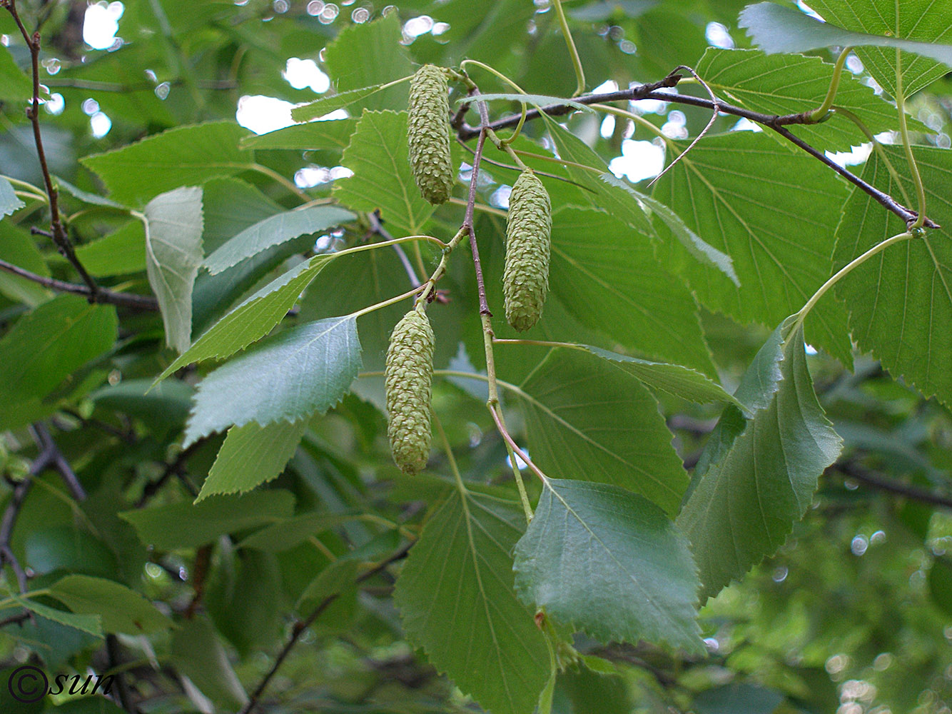 Изображение особи Betula borysthenica.