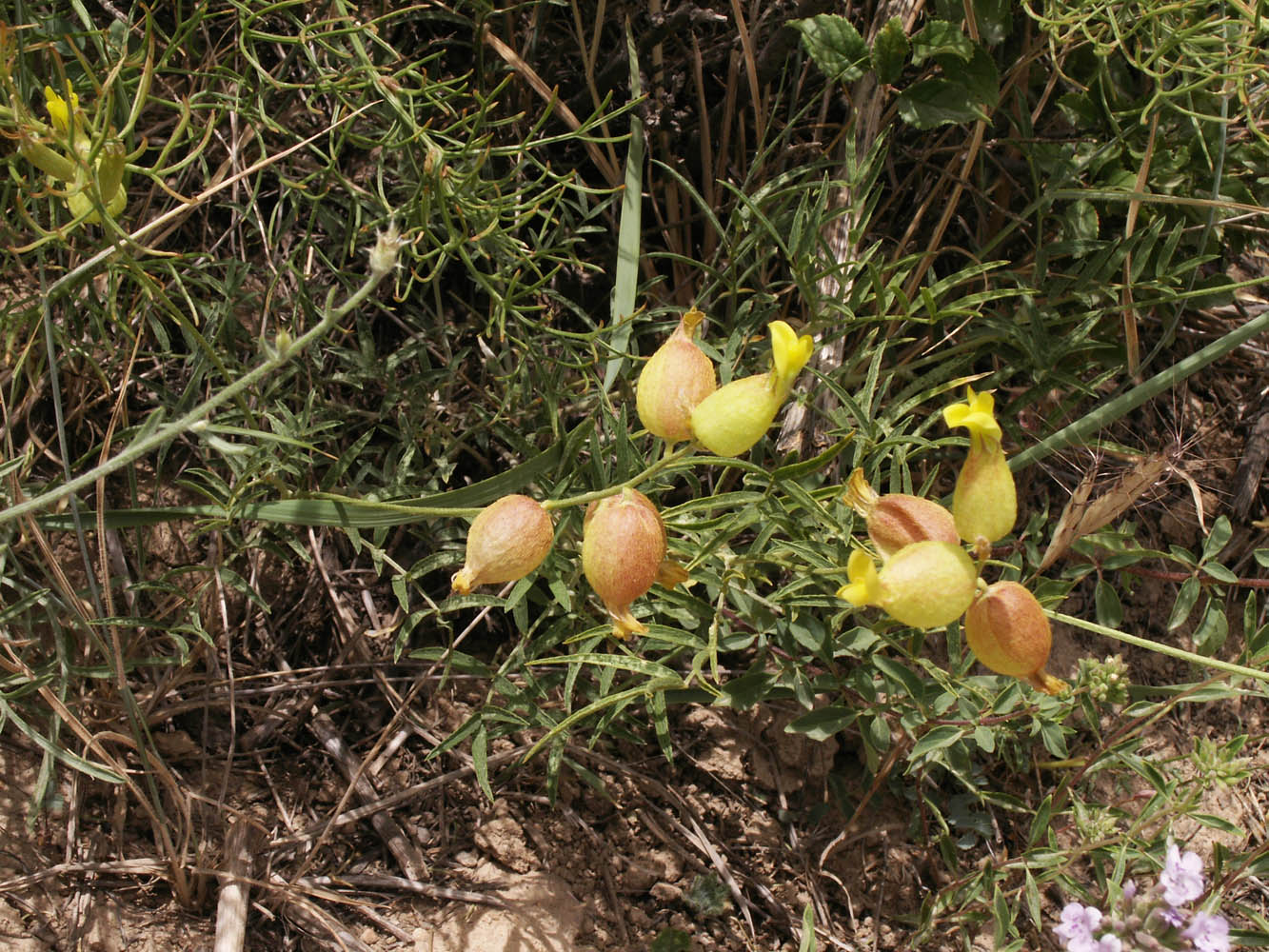 Image of Astragalus xanthomeloides specimen.
