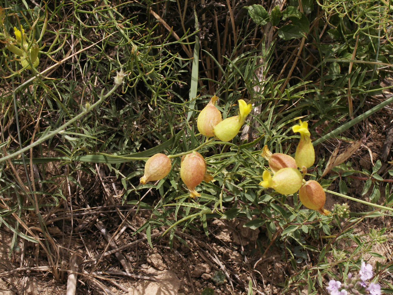 Изображение особи Astragalus xanthomeloides.