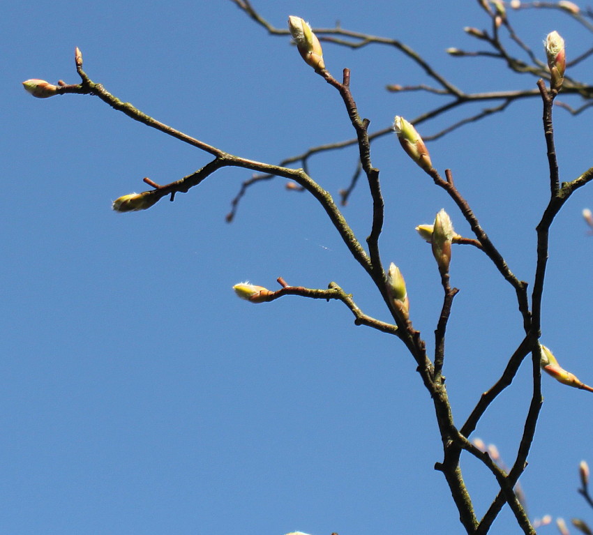 Image of Amelanchier canadensis specimen.